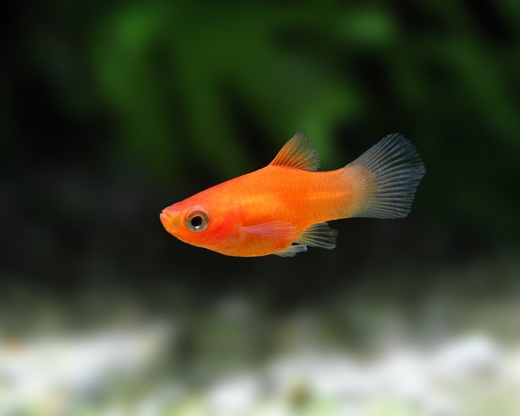 Red Platy ~ 2-2.5cm